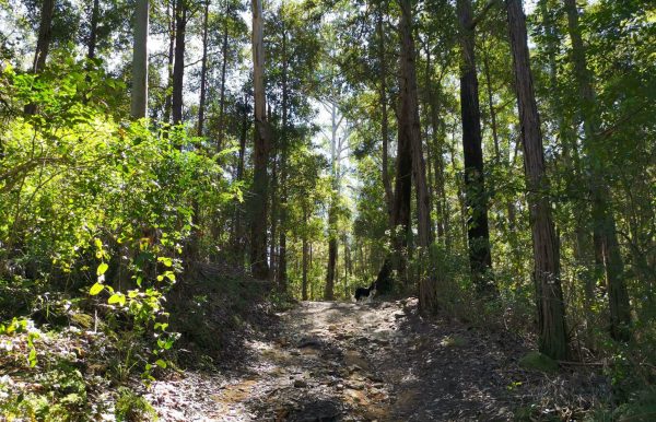 cumberland state forest