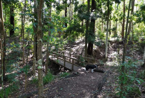 cumberland state forest