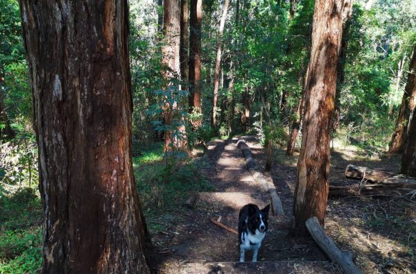 cumberland state forest