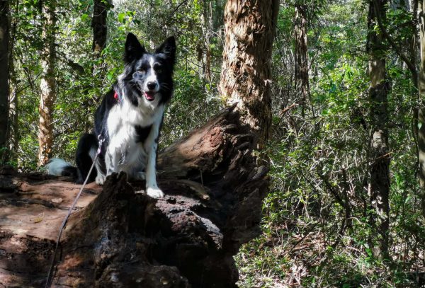 cumberland state forest
