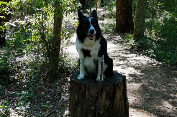 cumberland state forest