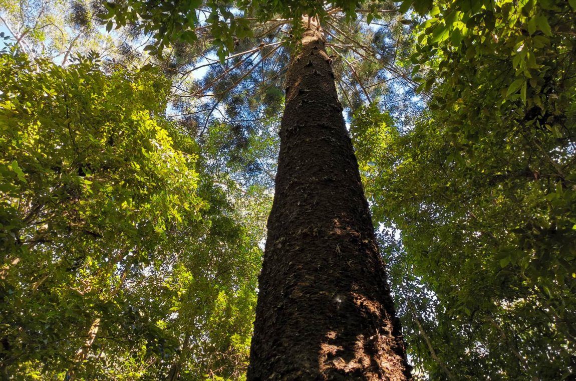 cumberland state forest