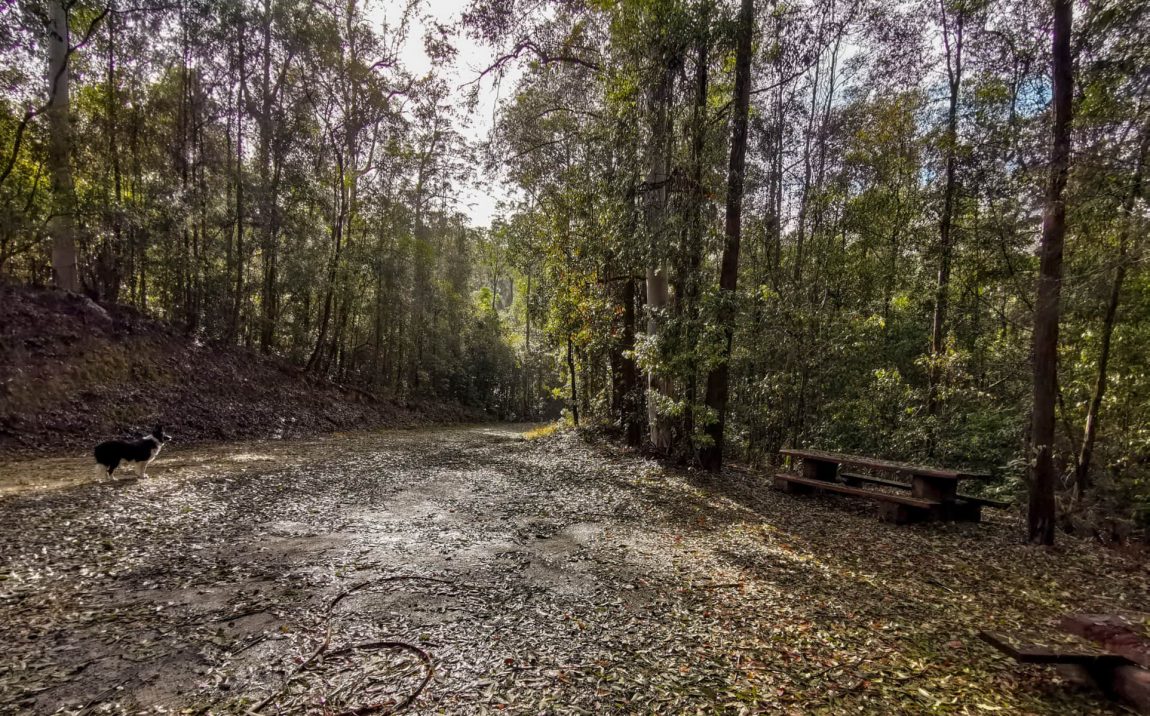 kerewong state forest