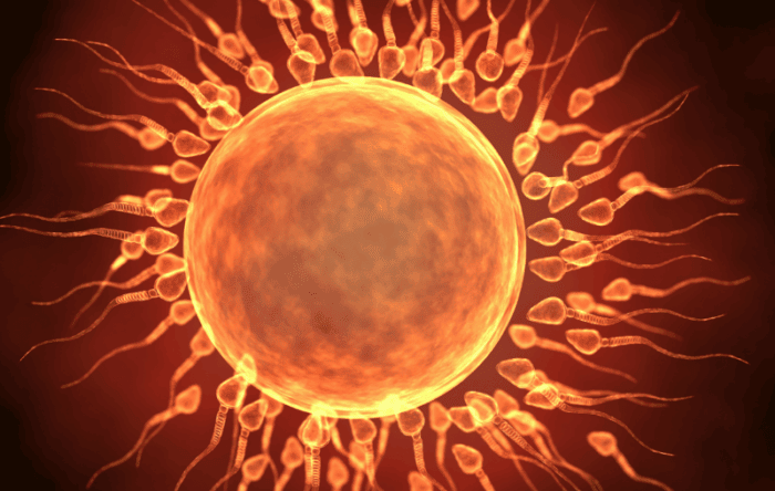 The-science-behind-identical-twins-1