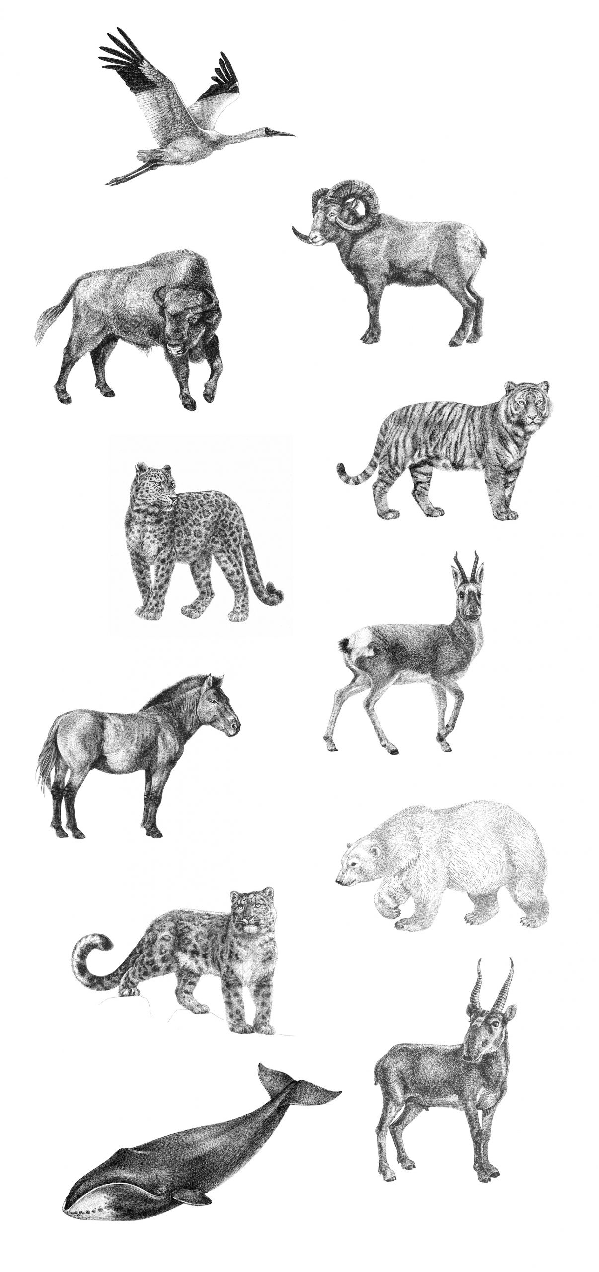 Pencil illustrations of rare animals.