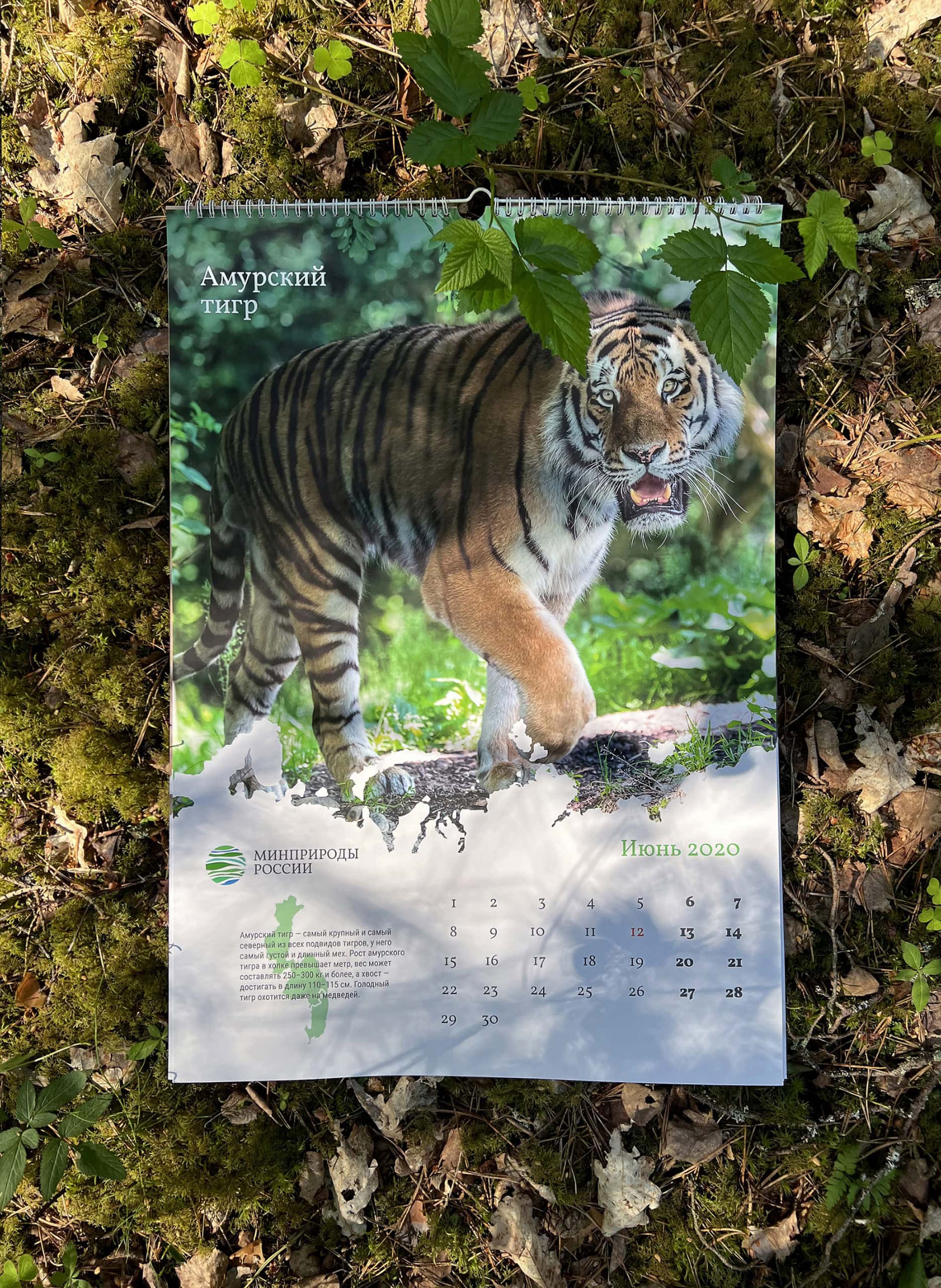 "Amur tiger" calendar spread.
