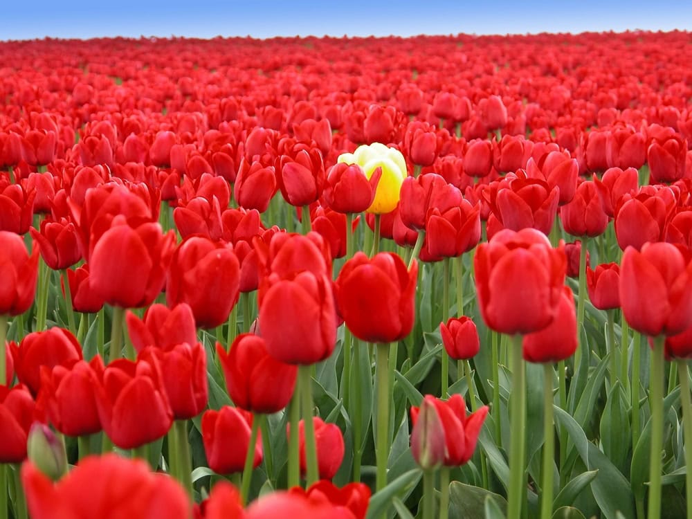 non-conformist flower