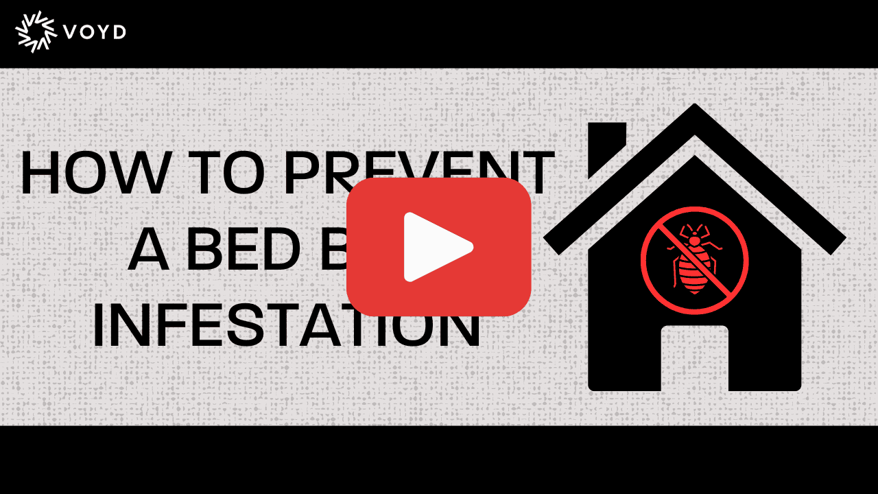image of a thumbnail for the youtube video titled How to prevent a bed bug infestation
