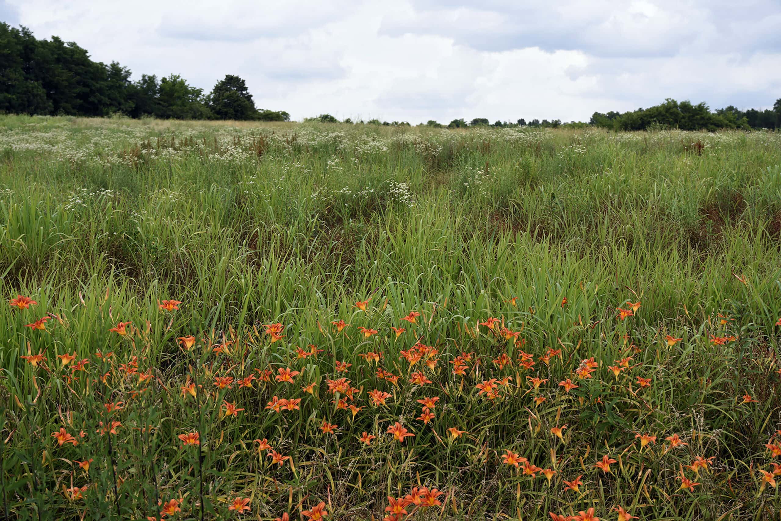 Kentucky Lilies