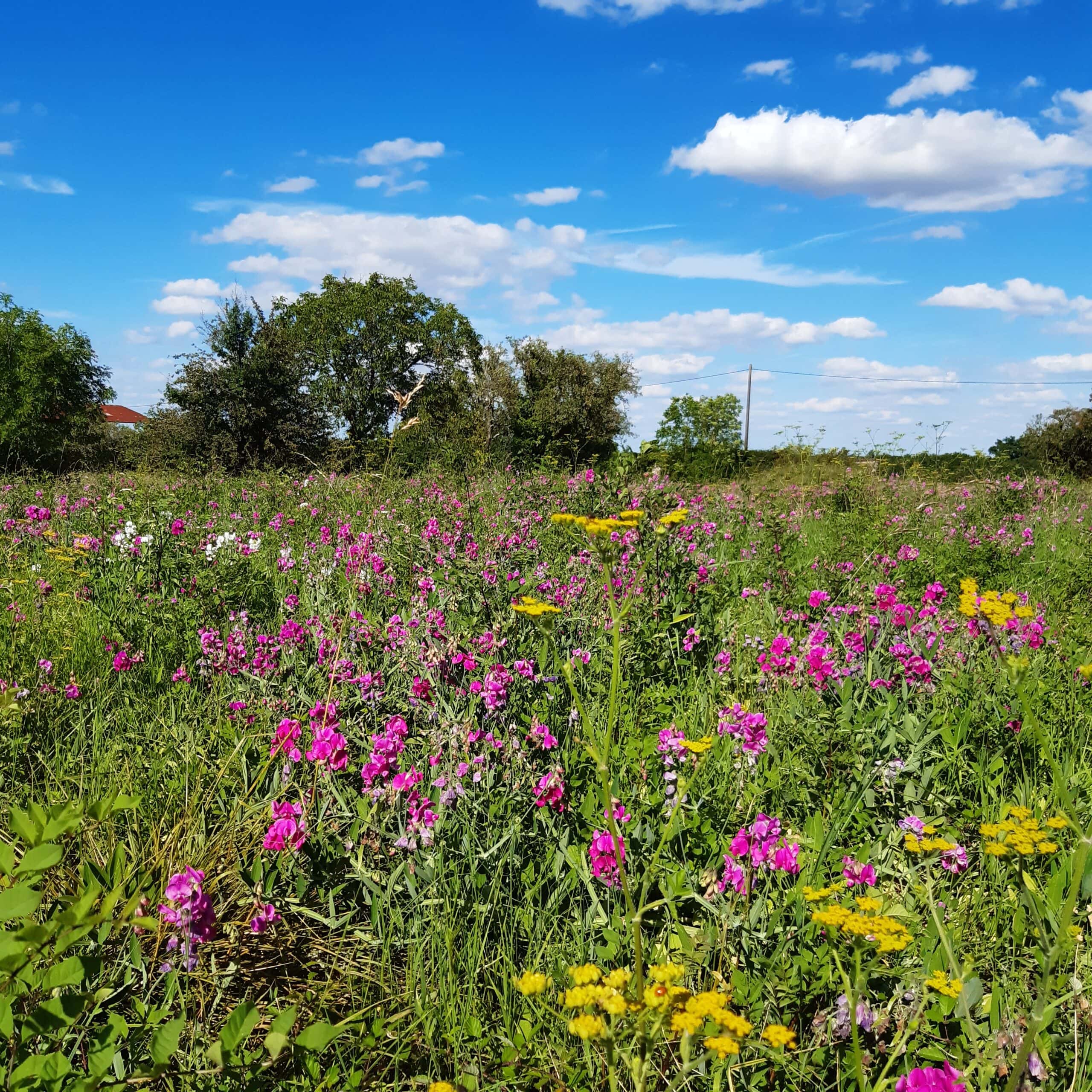 L'ancien verger en été