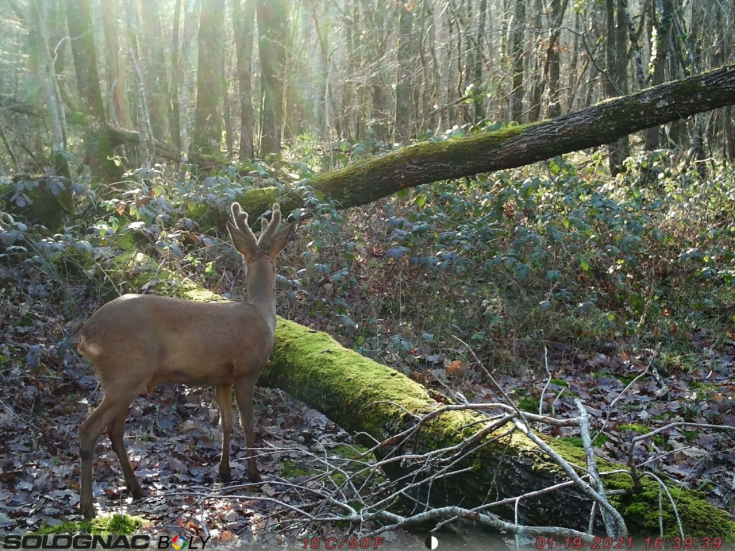 Chevreuil dans le parc