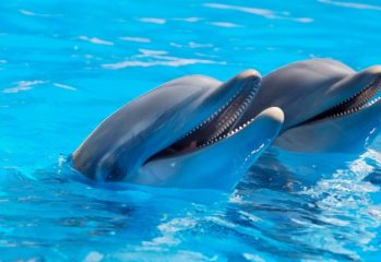 plavanie_s_delfinami