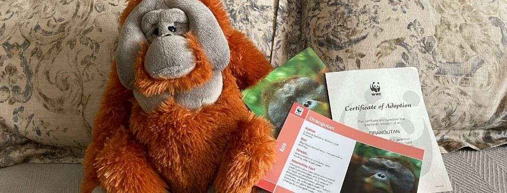 Adopt an Orangutan