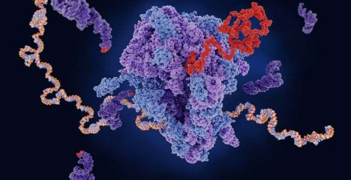 The collagen polypeptide is made up of more than 1400 amino acids