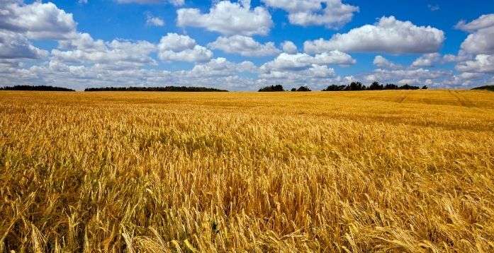Tall wheat cannot survive the high winds of the Palouse