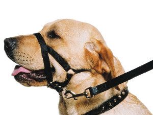 A labrador wearing a head halter on a white background