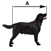 what size dog crate measuring length