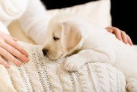 White Labrador puppy lying on white bedspread near the hands of woman