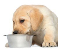 Close up of Labrador Puppy Eating from a metal bowl