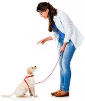 A woman training a Labrador