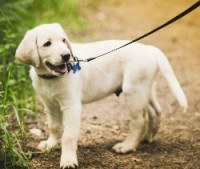 A Lab puppy outside on leash smiling