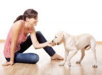 Young woman playing with labrador puppy on wooden floor