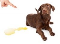 Choc Lab next to a puddle of wee and being told off