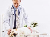 Labrador on a table with a vet standing over