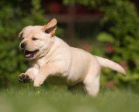 A Yellow labrador puppy running