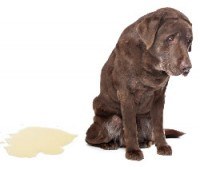 An elderly choc lab looking sad next to a puddle of wee