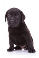 Sad looking black labrador puppy on black background