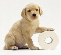 Yellow Labrador puppy with a paw on a toilet roll