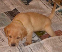 A yellow Labrador puppy walking on newspaper