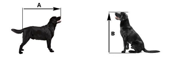 Diagram showing how to measure height and length of your dog for a crate