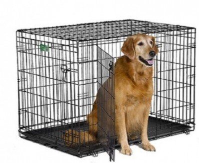 Midwest iCrate Pet Crate with dog inside on white bg