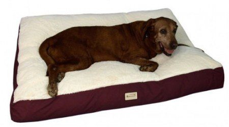 A choc lab resting on an Amarket dog bed