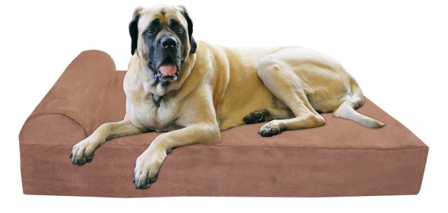 Great Dane resting on a big barker dog bed isolate don white