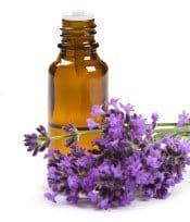 Lavendar oil and lavender flowers on white background