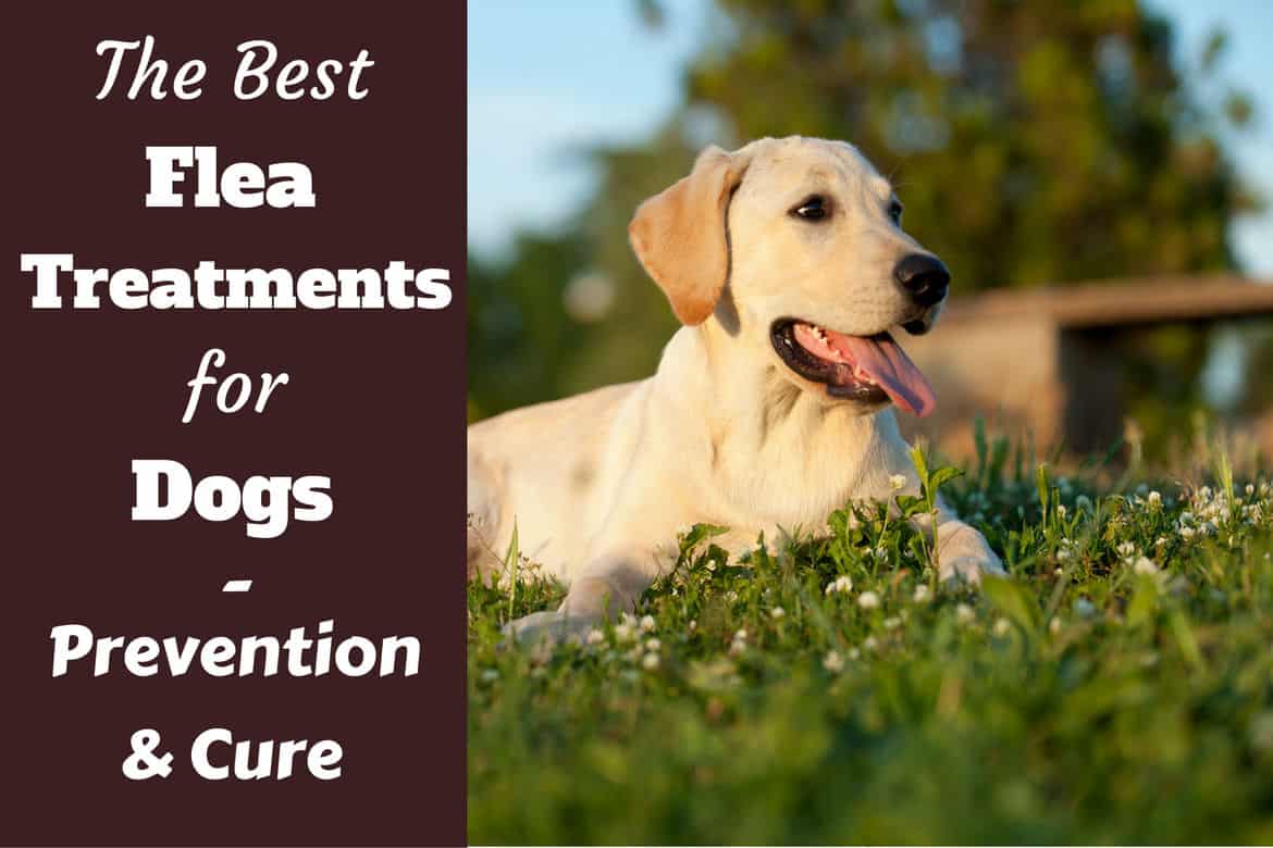 Best flea treatment for dogs written beside a lying lab in a field