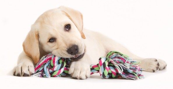 8 Best Indestructible Dog Toys For Tough Dogs (1000+ Tested) - Dog Lab