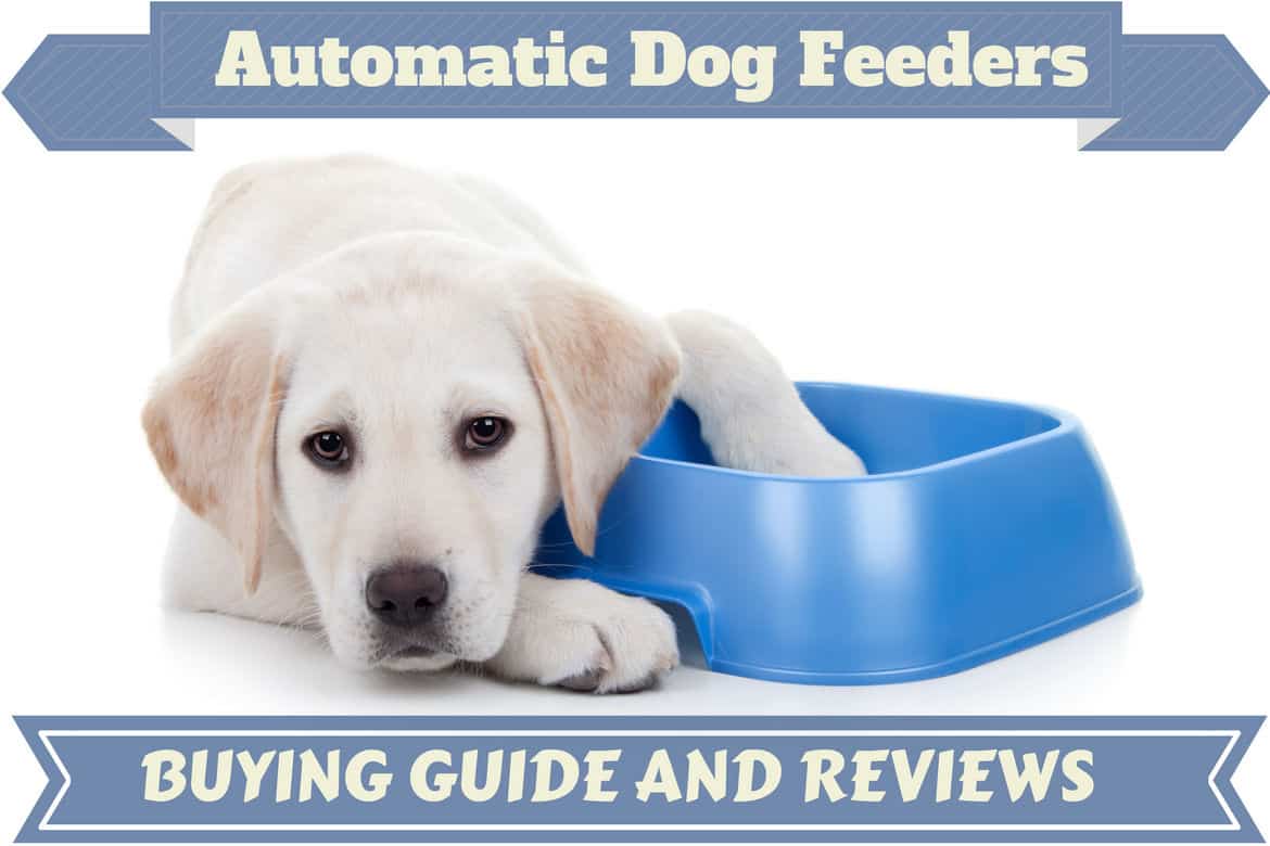 Best-automatic-dog-feeder-1.jpg