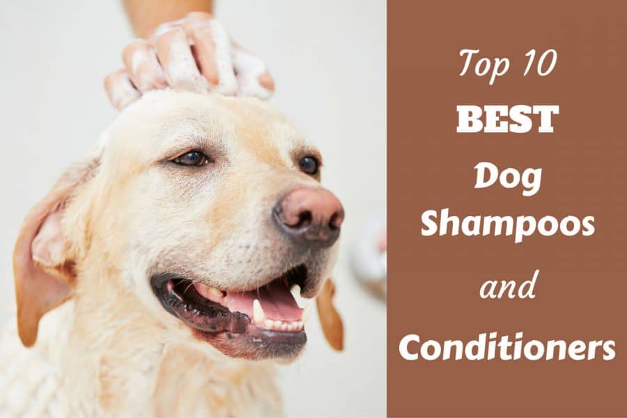 Top 10 best dog shampoo and conditioners written beside a labrador being bathed