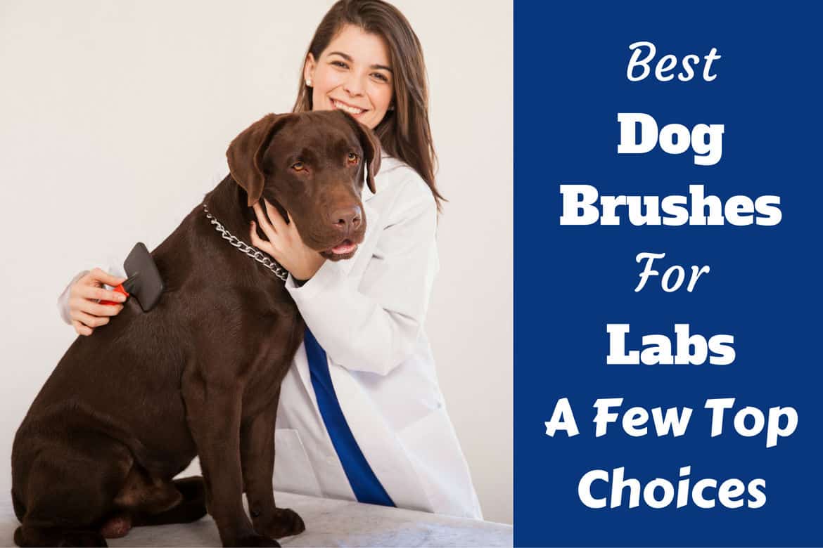 Best-dog-brush-for-labs.jpg