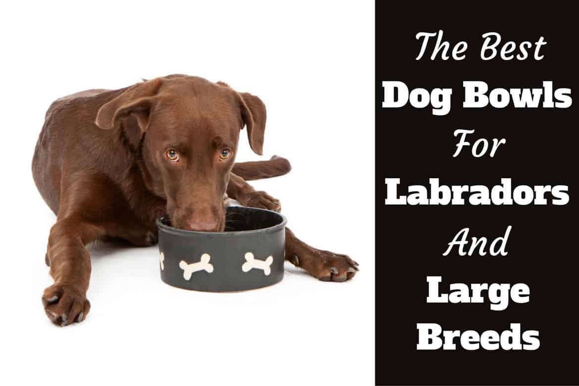 Best-Bowls-for-labradors-and-large-dogs.jpg