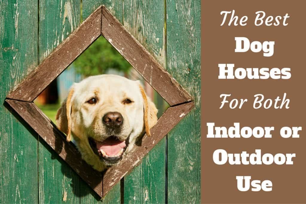 The best dog houses, written beside a yellow labrador poking it's head through a triangle opening in a green fence