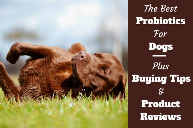 Best probiotics for dogs written beside a choc lab playfully rolling over