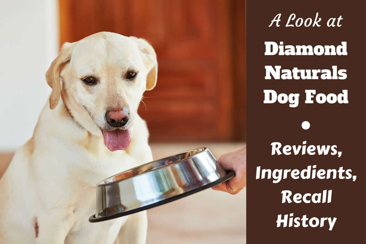 Diamond-Naturals-dog-food-review.jpg