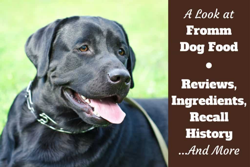 Fromm dog food reviews and recall history written beside a black lab looking to camera with tongue out