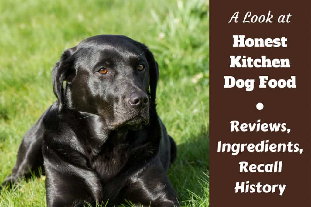 Honest Kitchen dog food review, ingredients and recall history written beside a black lab on grass looking to camera with a very glossy coat