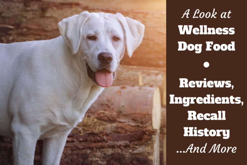 Wellness dog food reviews, ingredients, recall history written beside a yellow lab standing in front of a log pile